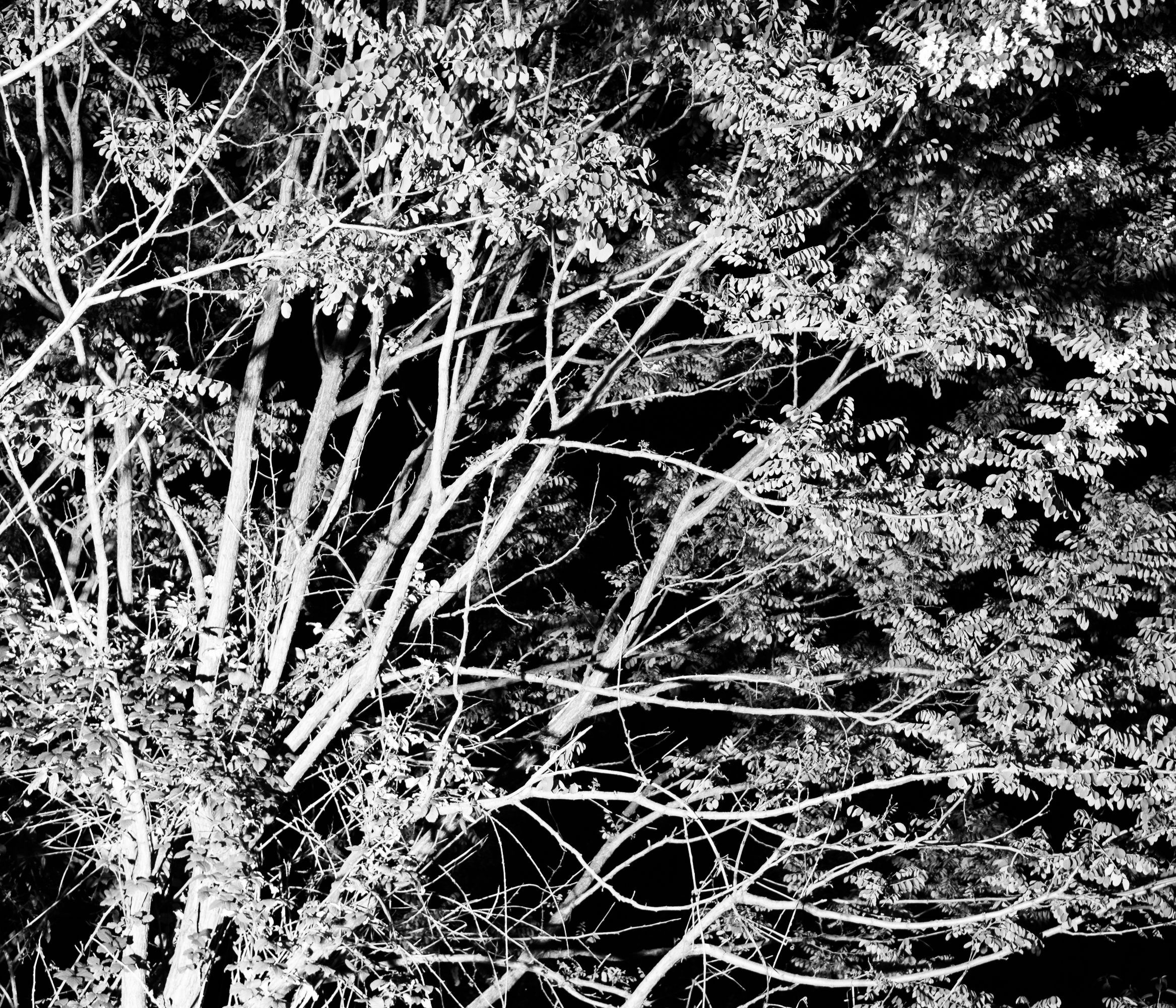dark2